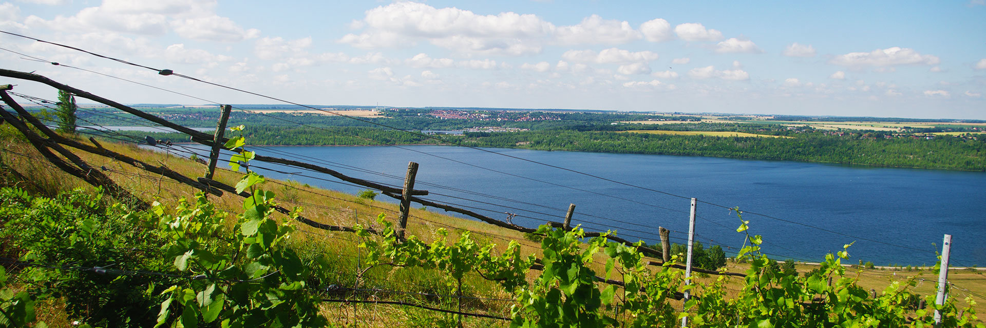 Geiseltalsee, Weinberg